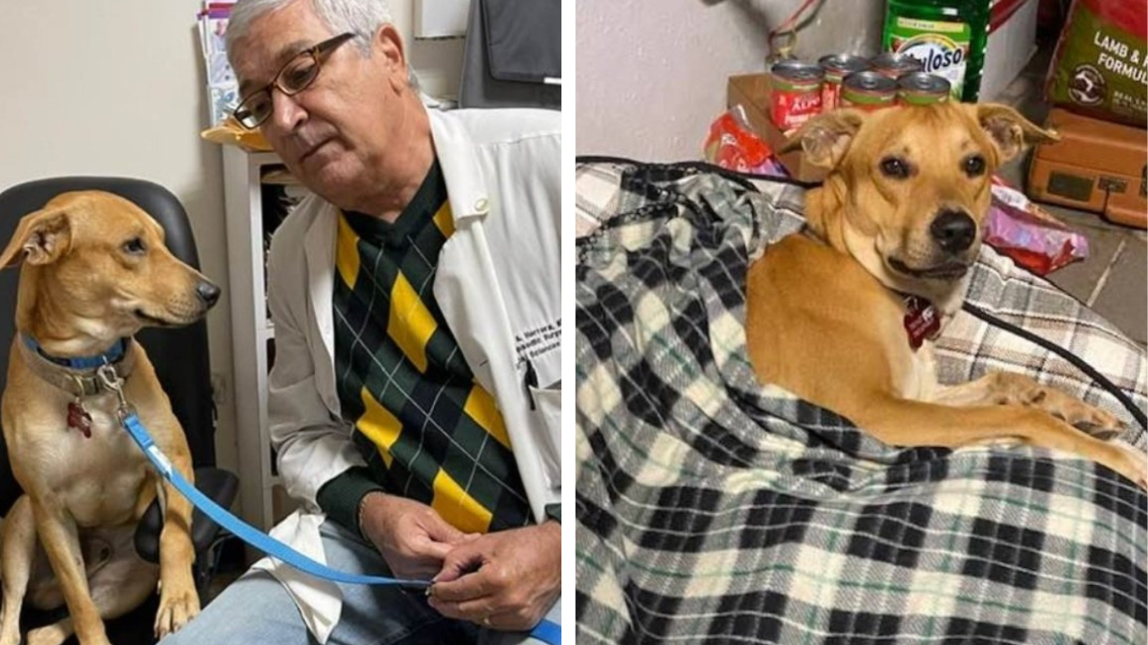 Médico se emociona e adota cachorrinho que não saiu do lado de seu dono