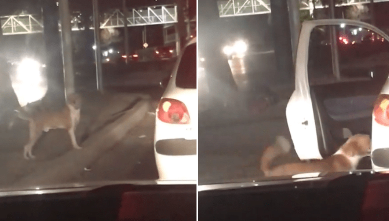 Cachorrinho no semáforo chama atenção de casal em carro e eles param