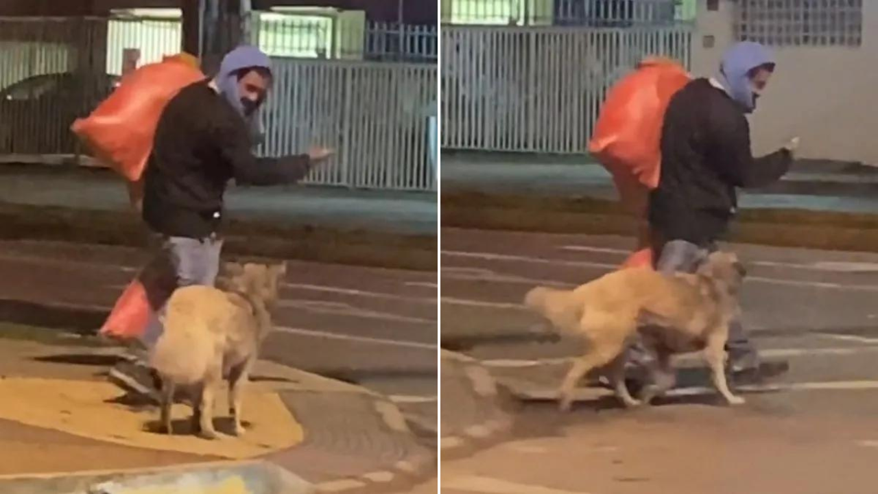 V Deo Morador De Rua Ensina Seu Cachorrinho A Atravessar A Rua E Para