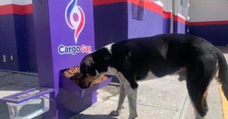 Postos de gasolina instalam comedouros para que cães de rua tenham acesso a água e comida toda hora