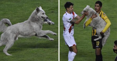 Cachorro invade partida de futebol com chuteira na boca e acaba sendo adotado por jogador