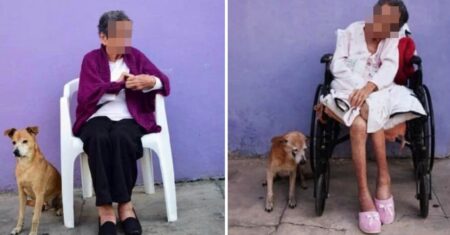 Vovó e cachorrinho se tornam amigos inseparáveis e estão juntos há 18 anos: “O filho mais fiel da mamãe”