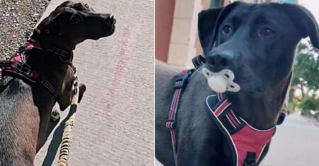 Cadelinha provoca risos nas ruas após ser vista usando uma chupeta que encontrou no caminho