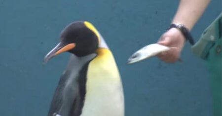 Pinguins estão se recusando a comer peixes baratos em aquário no Japão