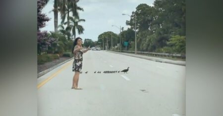 Jovem gentil para trânsito para ajudar mamãe pato e seus patinhos a atravessar com segurança