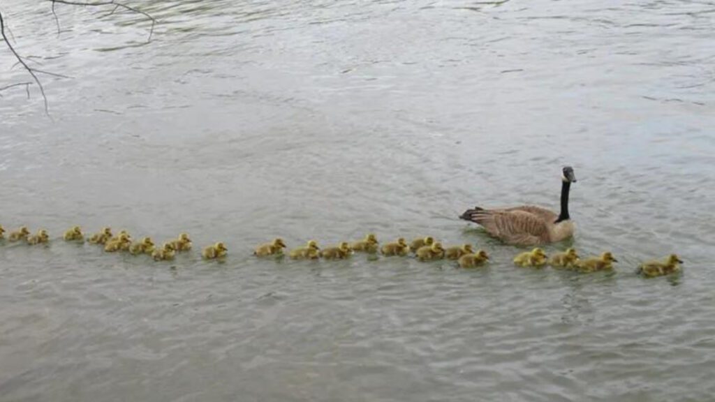 Mamãe ganso orgulhosa passeia pelo lago com seus mais de 45 filhotes