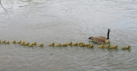 Mamãe ganso orgulhosa passeia pelo lago com seus mais de 45 filhotes