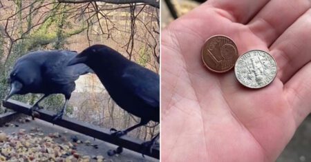 Mulher alimenta corvos e eles levam moedas à ela como gratidão