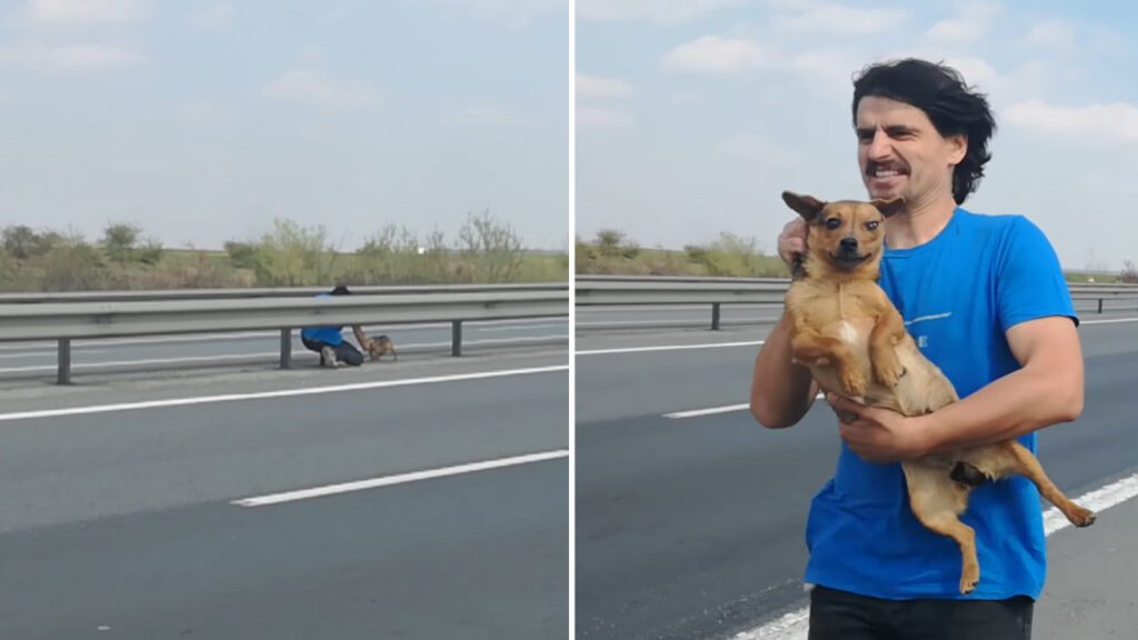 Jovem percebe um cachorro abandonado no meio da estrada e para seu carro para salvá-lo