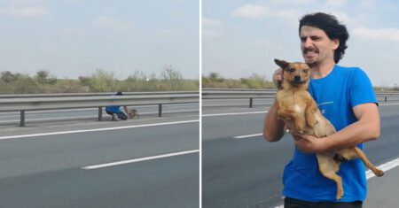 Jovem percebe um cachorro abandonado no meio da estrada e para seu carro para salvá-lo