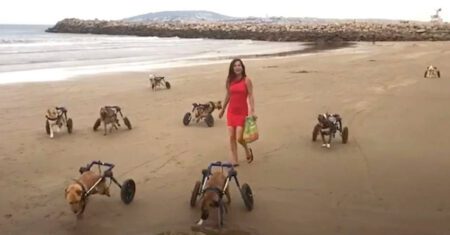 Mulher leva 18 cachorros deficientes para conhecerem a praia pela primeira vez