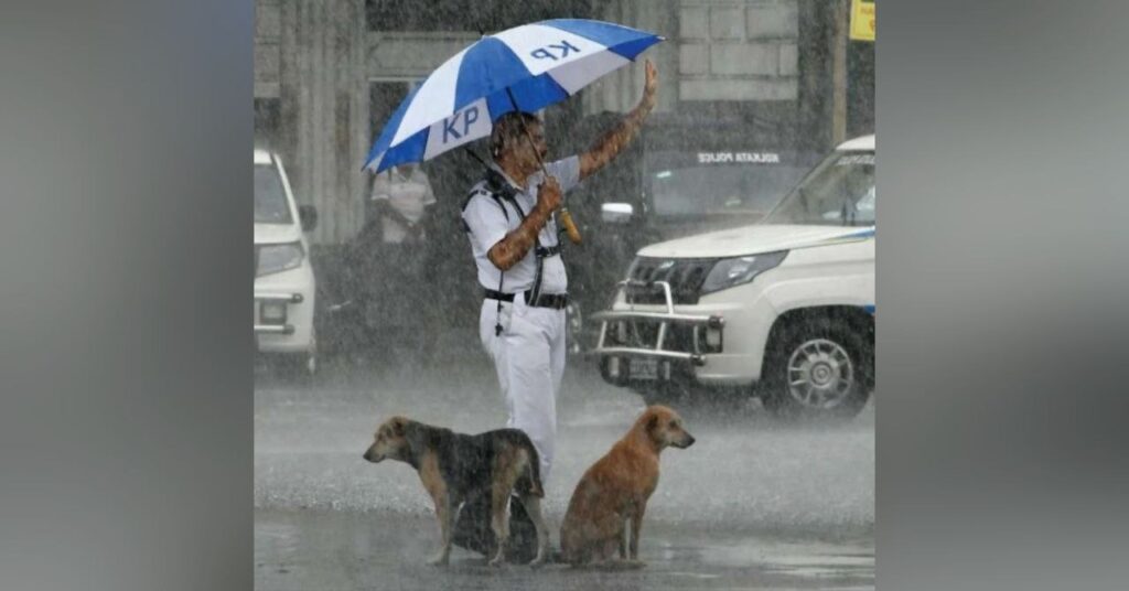 Policial é visto compartilhando seu guarda-chuva com cães de rua durante forte tempestade