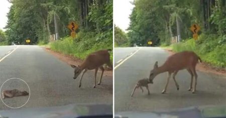 O momento comovedor em que uma mamãe cerva resgata seu filhote assustado no meio da estrada