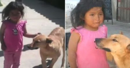 Menina perdida consegue retornar a sua casa graças a ajuda de seu cachorro