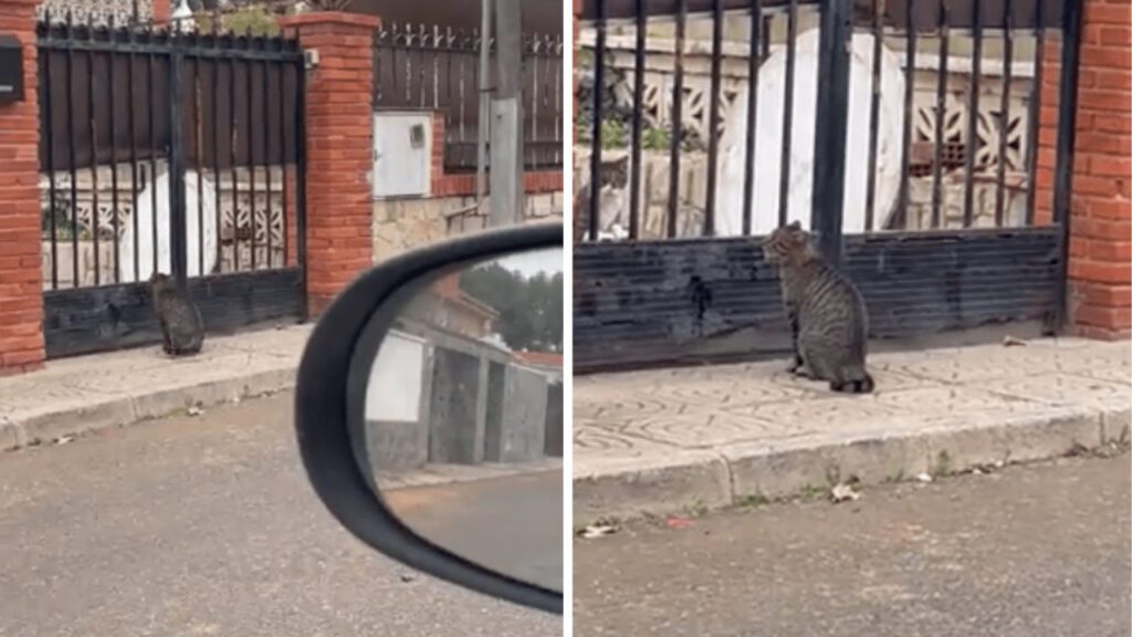 Jovem descobre que seu gato estava fingindo ser um gato de rua para os vizinhos lhe darem comida