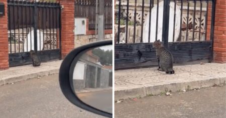 Jovem descobre que seu gato estava fingindo ser um gato de rua para os vizinhos lhe darem comida