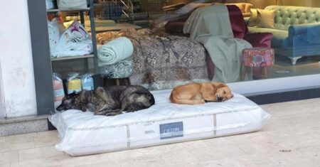 Loja coloca um colchão do lado de fora todos os dias para que os cães sem-teto tenham um lugar para dormir