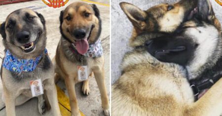 Dois cachorrinhos de rua são adotados e ‘contratados’ por um restaurante e se tornam os melhores funcionários