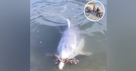 Golfinho simpático presenteia humanos em troca de comida