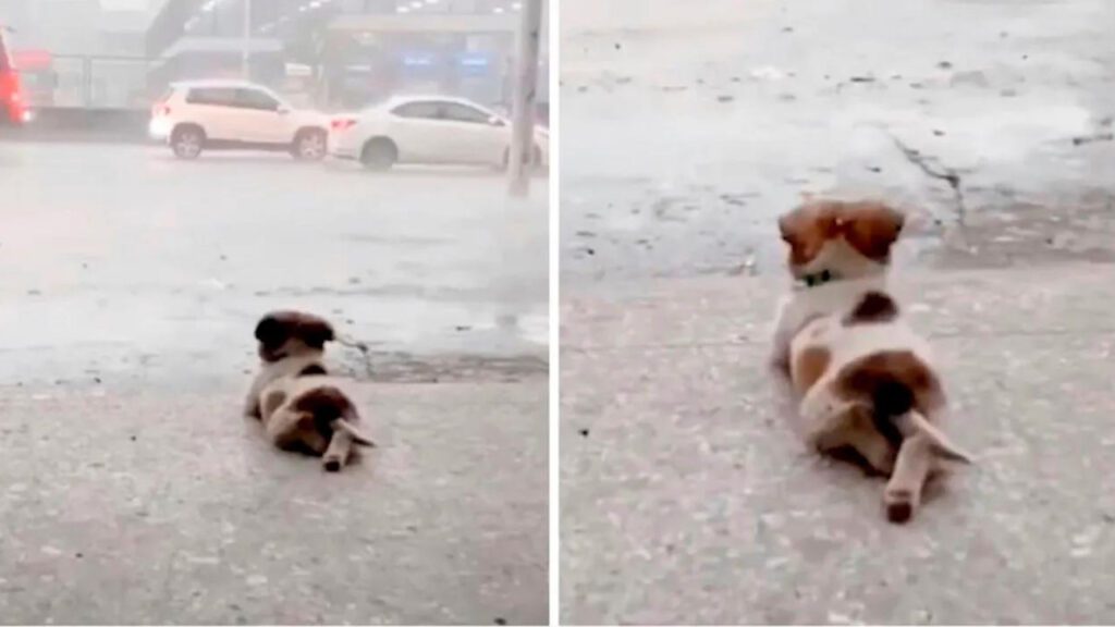 Cachorrinho contempla a chuva com as patinhas cruzadas e protagoniza a cena mais fofa