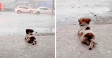 Cachorrinho contempla a chuva com as patinhas cruzadas e protagoniza a cena mais fofa