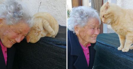 O reencontro comovente de uma senhora e seu gato perdido há 3 anos