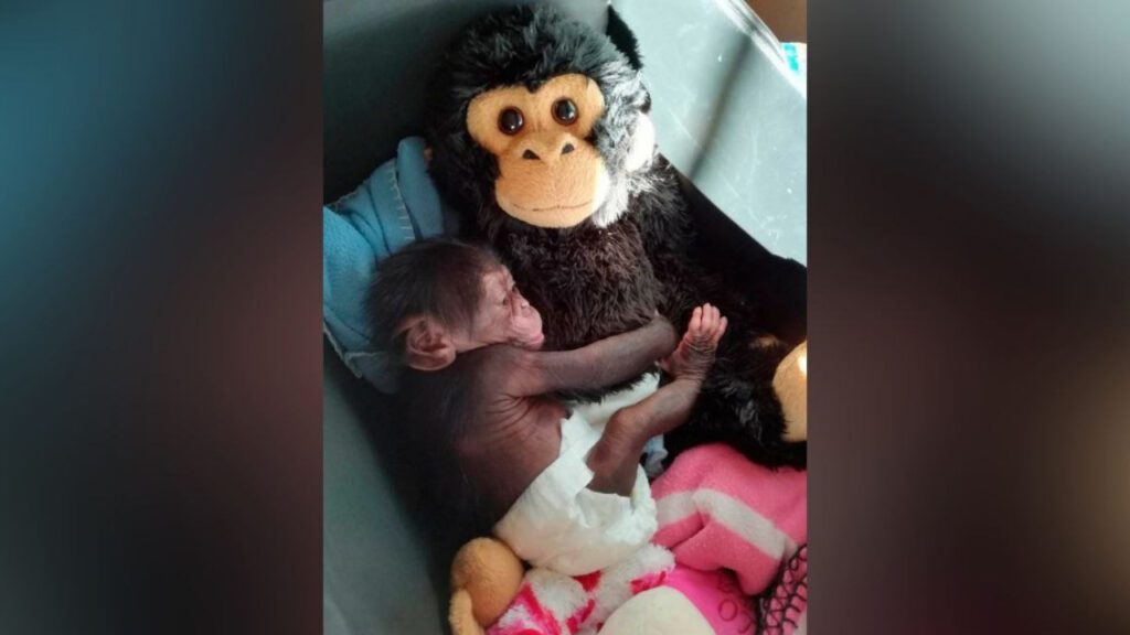 Bebê chimpanzé rejeitado pela mãe se agarra a um macaco de pelúcia como consolo