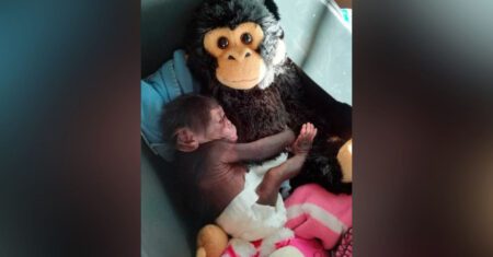 Bebê chimpanzé rejeitado pela mãe se agarra a um macaco de pelúcia como consolo