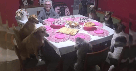 Vovó comemora aniversário de 89 anos ao lado de seus amados cachorrinhos de estimação