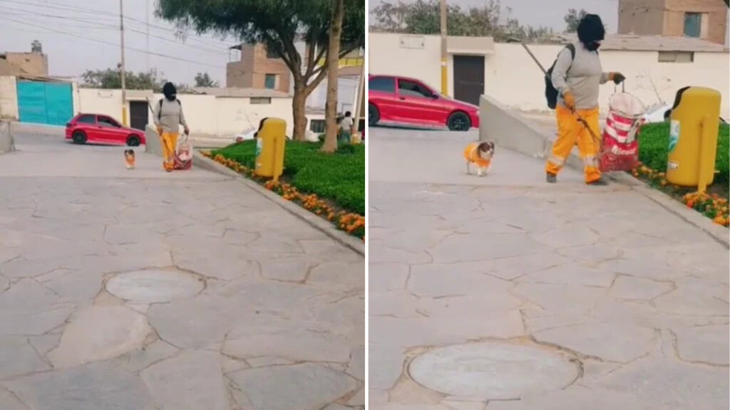 Cachorrinho ajuda dona no trabalho de limpeza e tem até uniforme próprio