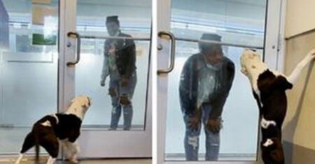 A linda reação de um cachorrinho ao reencontrar sua família que pensou que havia perdido para sempre