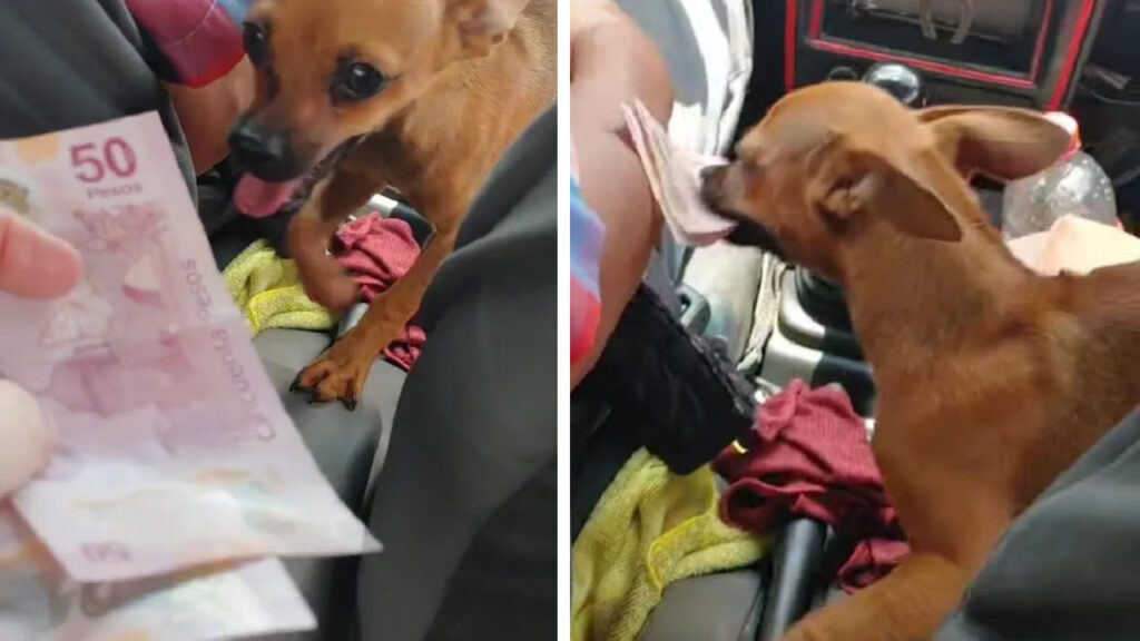 Chihuahua acompanha seu dono taxista e ‘aprende’ a receber pagamentos para ajudá-lo