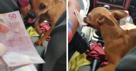 Chihuahua acompanha seu dono taxista e ‘aprende’ a receber pagamentos para ajudá-lo