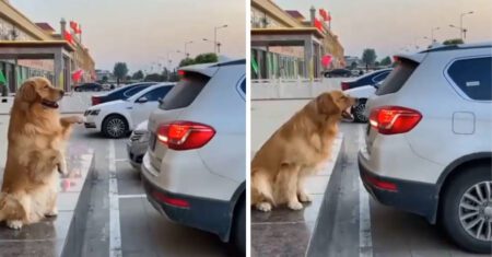 Cachorrinho ‘guia’ seu dono e outros motoristas a estacionar corretamente