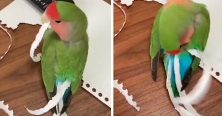 Papagaio ‘vaidoso’ corta pedaços de papelão e coloca em si mesmo para substituir as penas que faltam