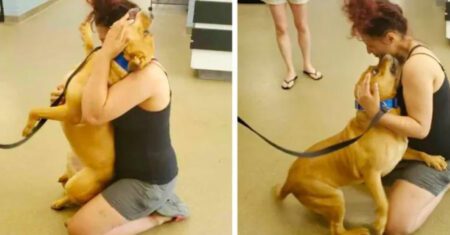 Mulher vai a abrigo adotar um cachorro e acaba encontrando o cão que havia perdido há 2 anos