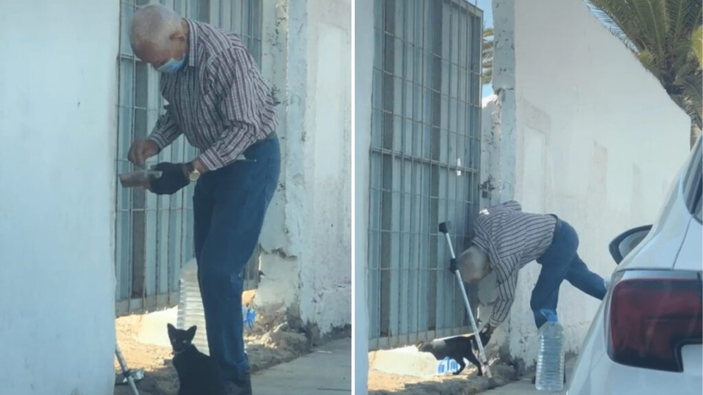 Idoso caminha todos os dias para levar água e comida a um gatinho abandonado