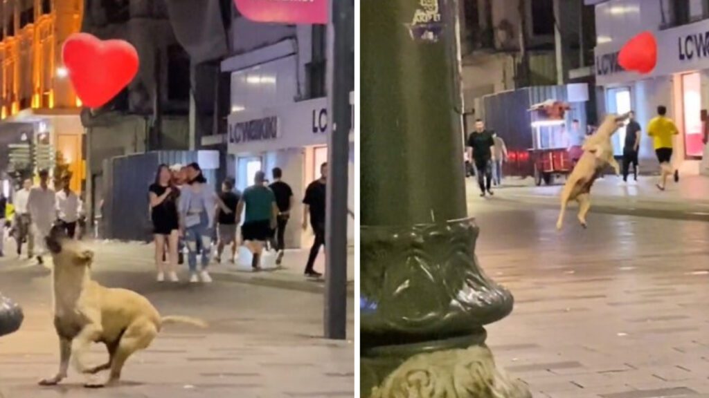 O emocionante momento em que um cachorro sem-teto fofo brinca com um balão que encontrou na rua