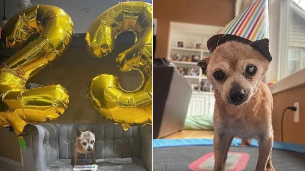 Cachorrinho idoso comemora 23 anos com alegria e muitas guloseimas