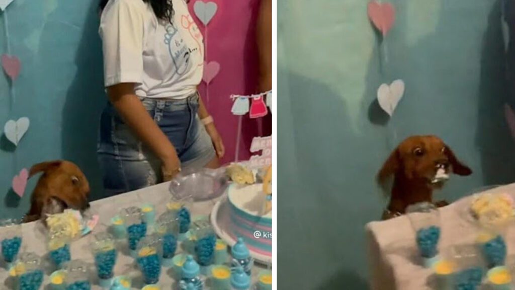 Cachorrinho rouba cena ao devorar bolo em meio ao chá de revelação: ‘Tinha que ser o caramelo’