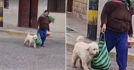 Cachorro adorável ajuda a dona a carregar a sacola de compras até sua casa