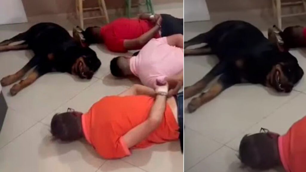 Cachorrinho fofo ‘se rende’ junto com seus donos durante operação policial em SP