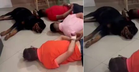 Cachorrinho fofo ‘se rende’ junto com seus donos durante operação policial em SP