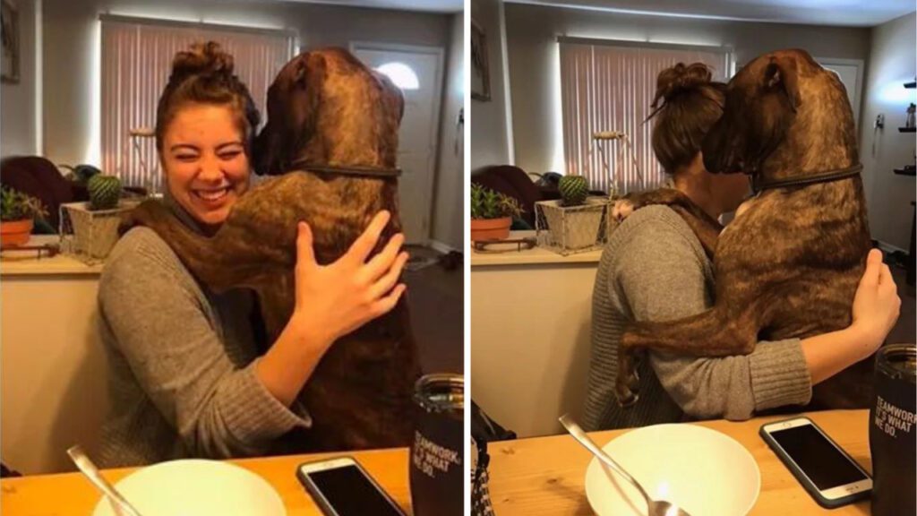 Cão resgatado pula para abraçar carinhosamente sua mãe adotiva todos os dias quando chega em casa