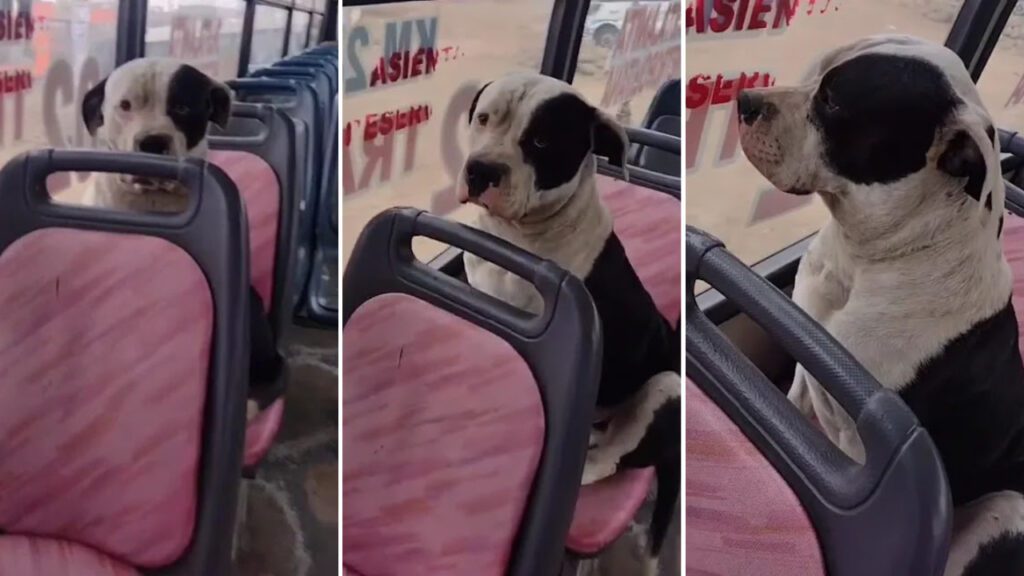 Cachorrinho entra em ônibus e ‘se irrita’ ao cobrarem sua passagem