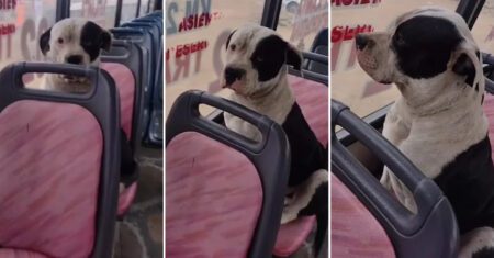 Cachorrinho entra em ônibus e ‘se irrita’ ao cobrarem sua passagem