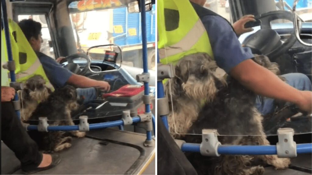 Motorista de ônibus ganha admiração por ir trabalhar com seus dois cachorrinhos para não deixá-los sozinhos