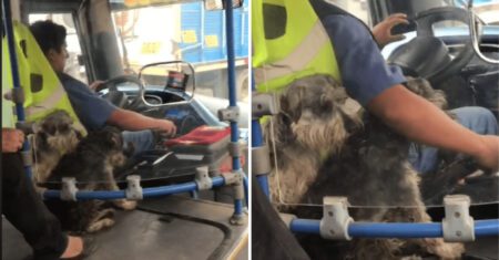 Motorista de ônibus ganha admiração por ir trabalhar com seus dois cachorrinhos para não deixá-los sozinhos