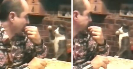 Gato aprende linguagem de sinais para pedir comida ao seu dono que não ouve