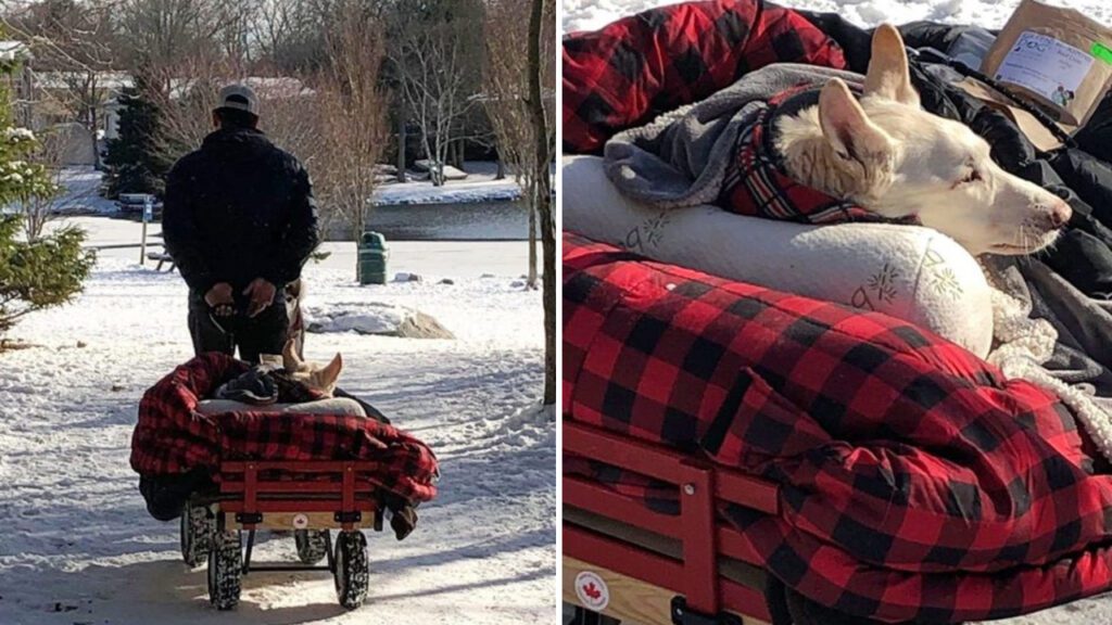 Cachorrinho não consegue andar na neve e seu dono adapta um carrinho para poder levá-lo para passear